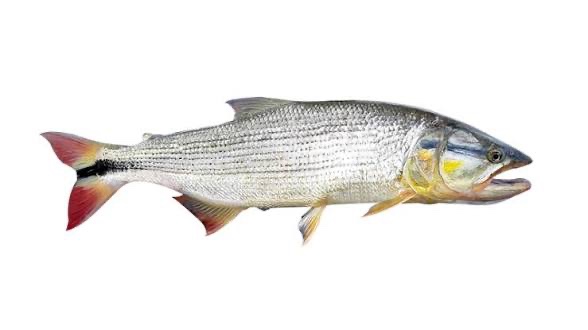 Picuda/Barracuda